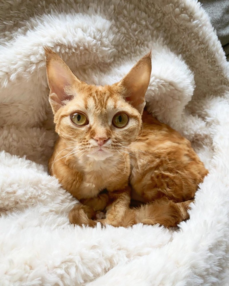 Девон рекс кошка