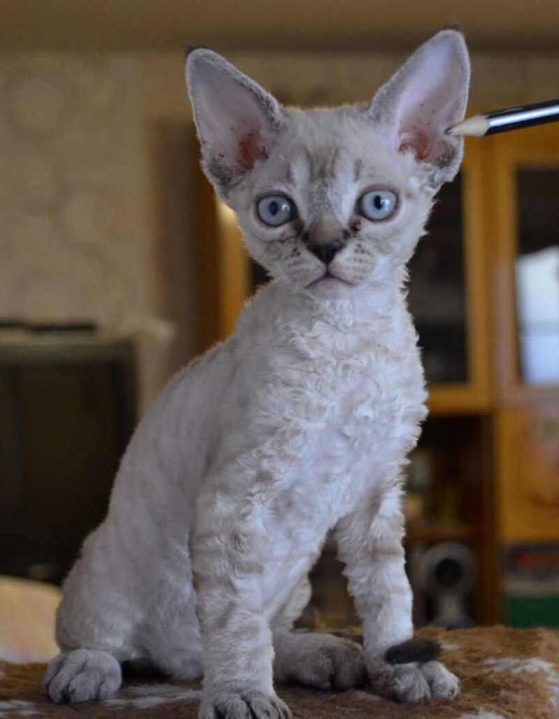 Кот Девон рекс