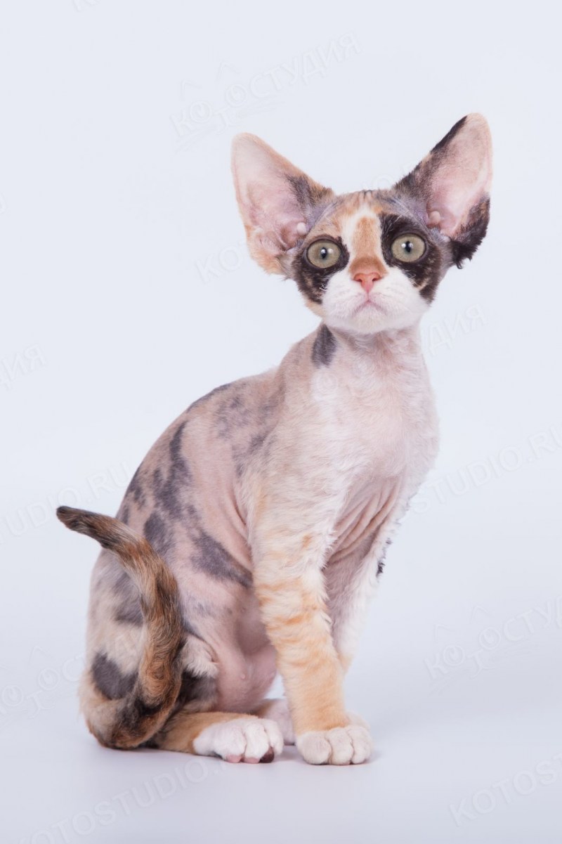 Котята породы Девон рекс