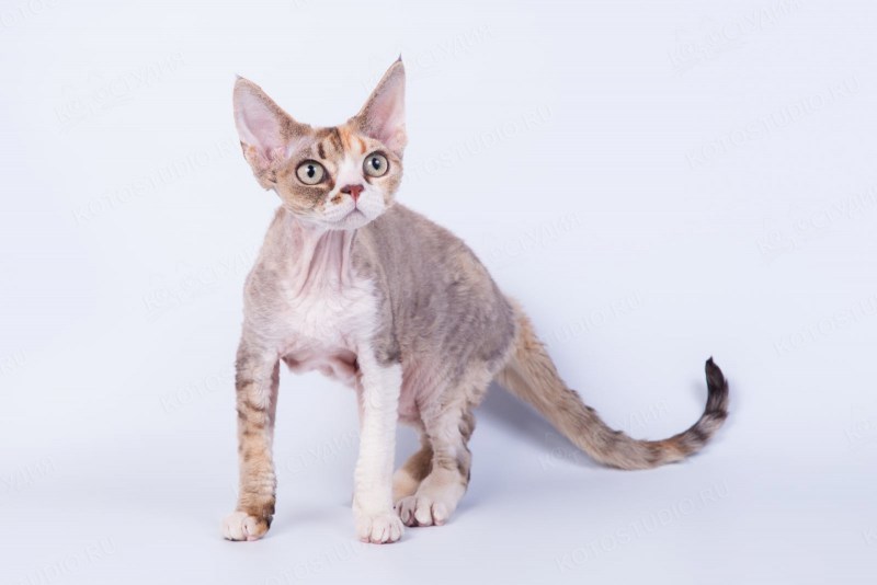 Голландский рекс кошка