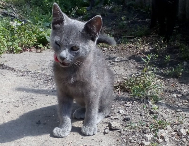 Дымчатый кот Крысолов