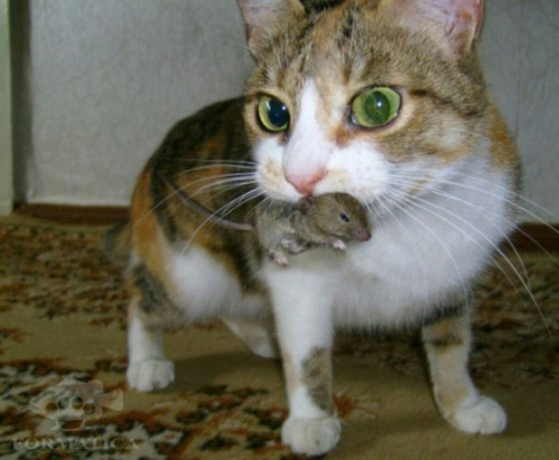 Кот породы Крысолов Сибирский
