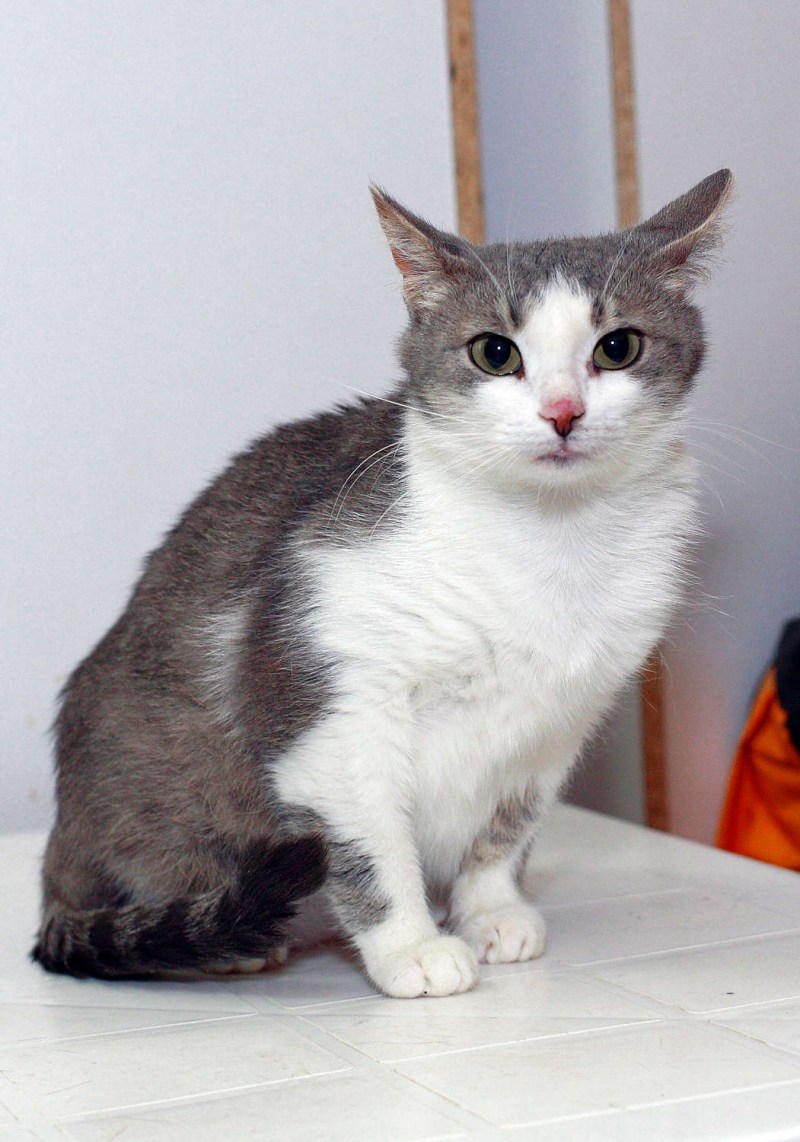 Кот породы Крысолов Сибирский