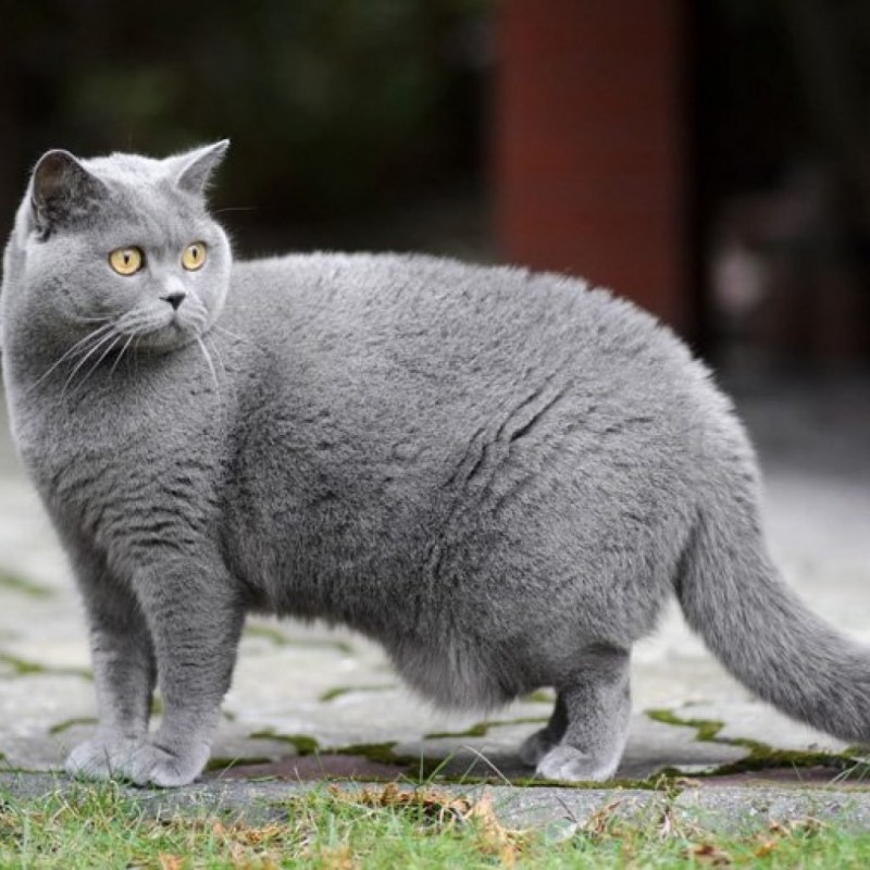 Русская голубая кошка