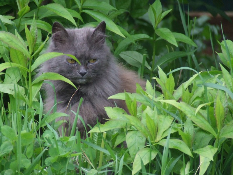 Европейская короткошерстная кошка