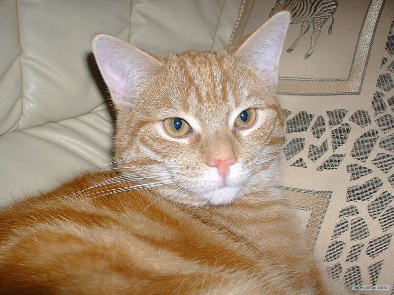 Кошка Сибил