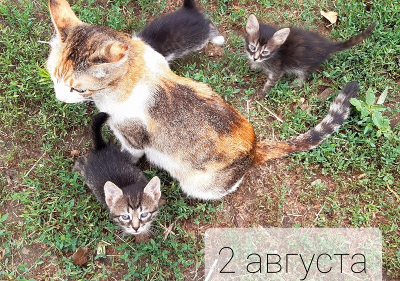 Длиннохвостый Крысолов кот