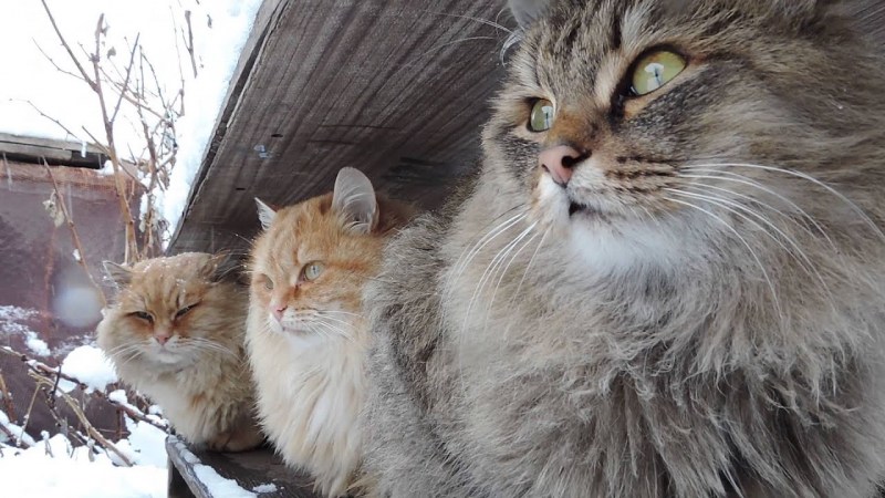 Кот Европейский короткошерстный Крысолов