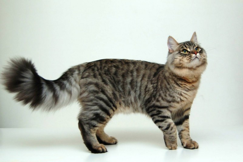 Сибирская кошка короткошерстная Египетская