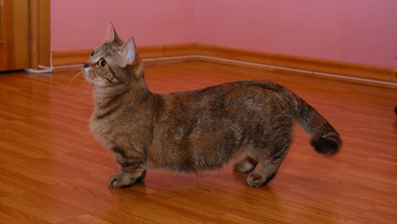 Котенок без лап