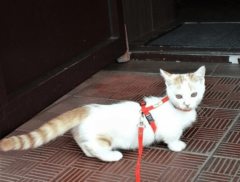 Фотография котопиллера