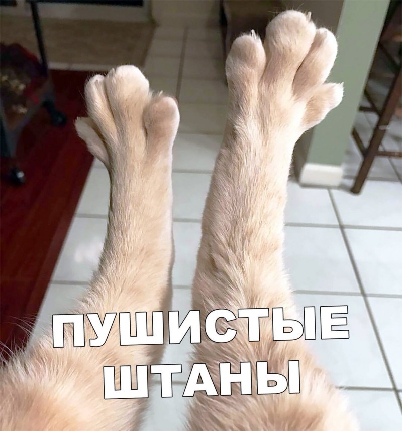 Коты стоят на задних лапах