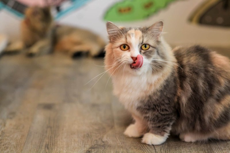 Манчкин кот смешной
