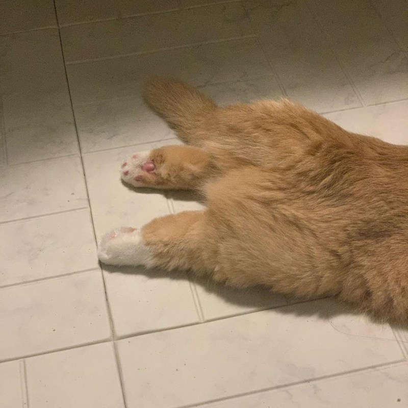 У кота передние лапы колесом