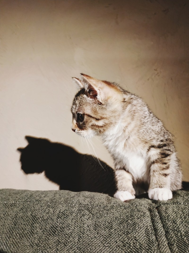 Двуногие коты