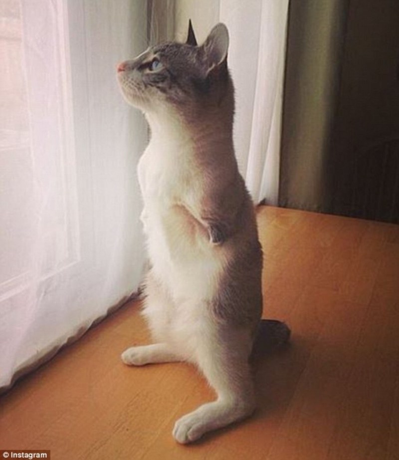 Манчкин кошка короткошерстная