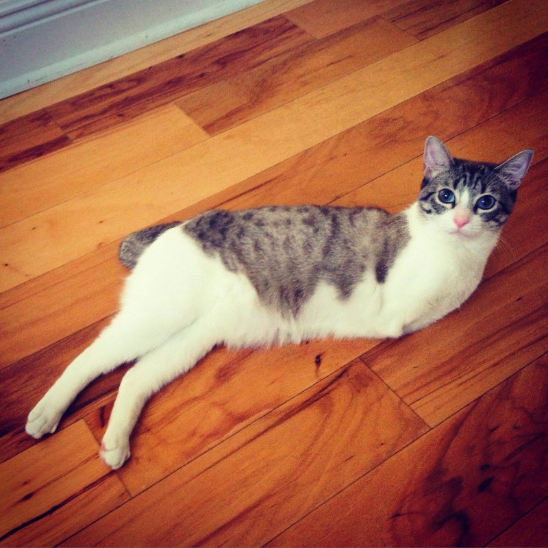 Котик без лапок