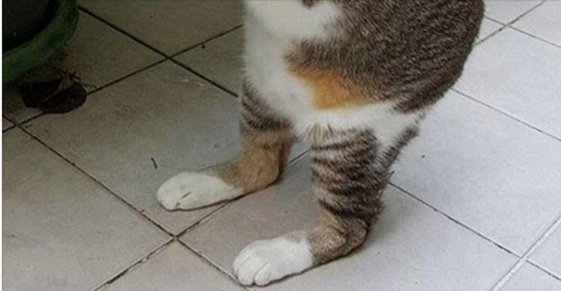 Манчкин кот