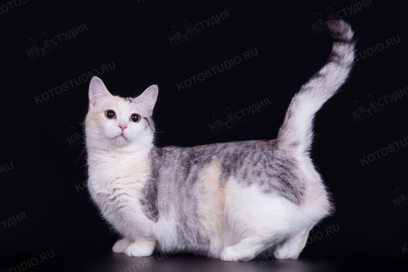 Манчкин кошка