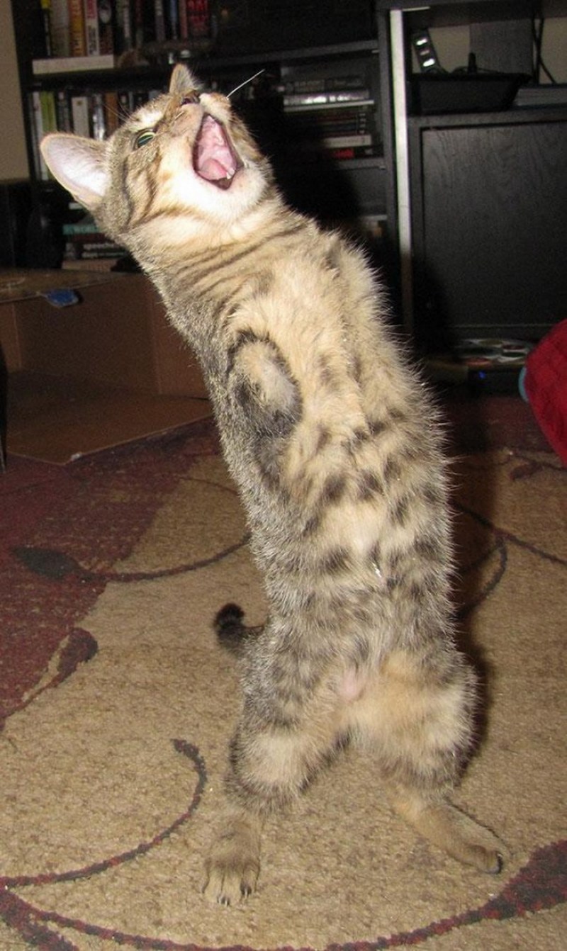 Майчин коты