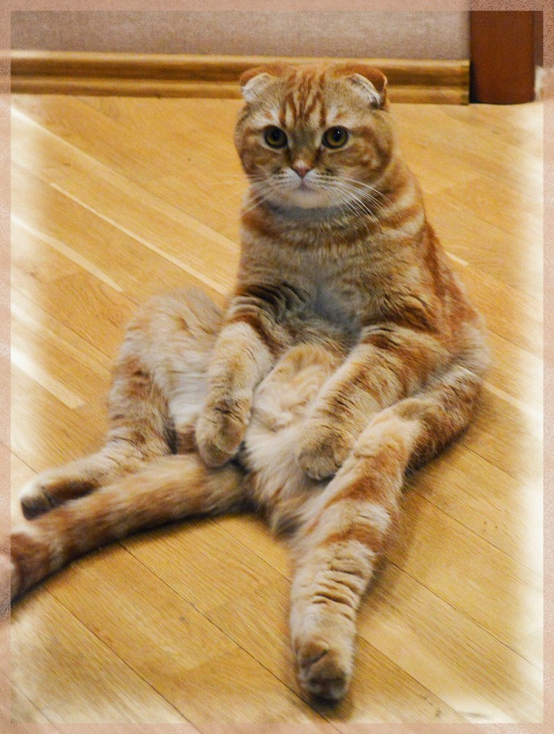 Котик без передних лапок