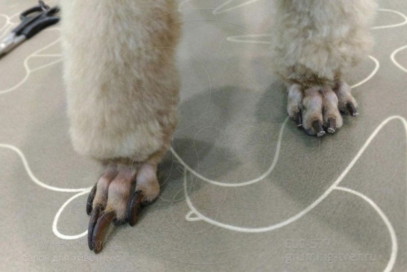 Манчкин кот
