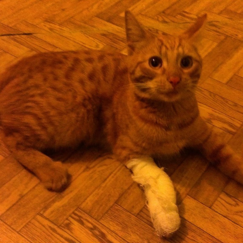 Котенок короткие лапки идёт дверь