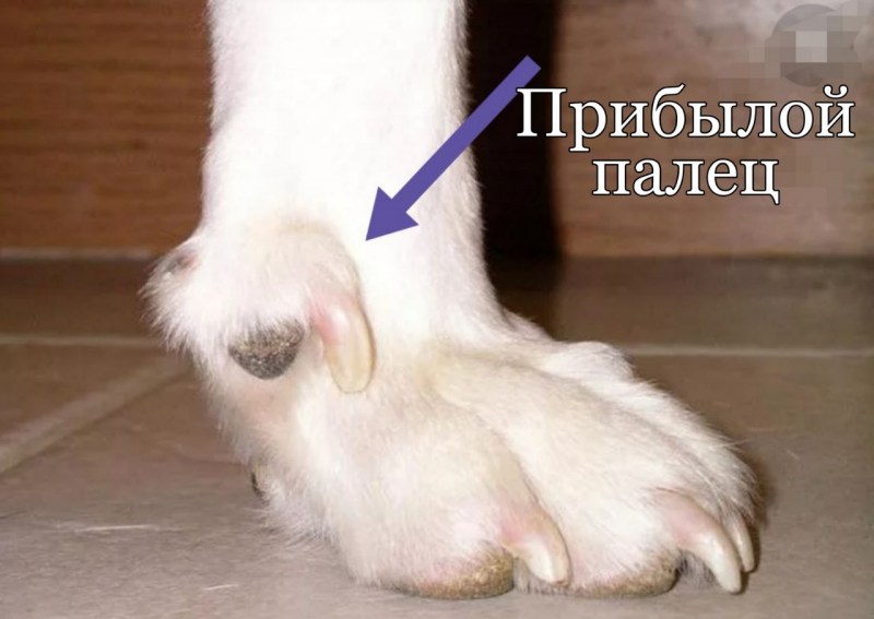 Большие кошки с маленькими лапками