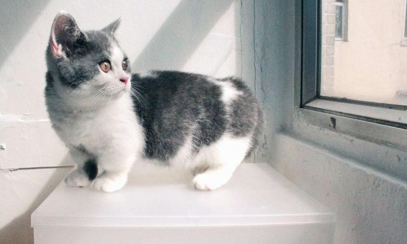 Манчкин кот