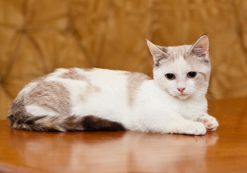 Спящие котики