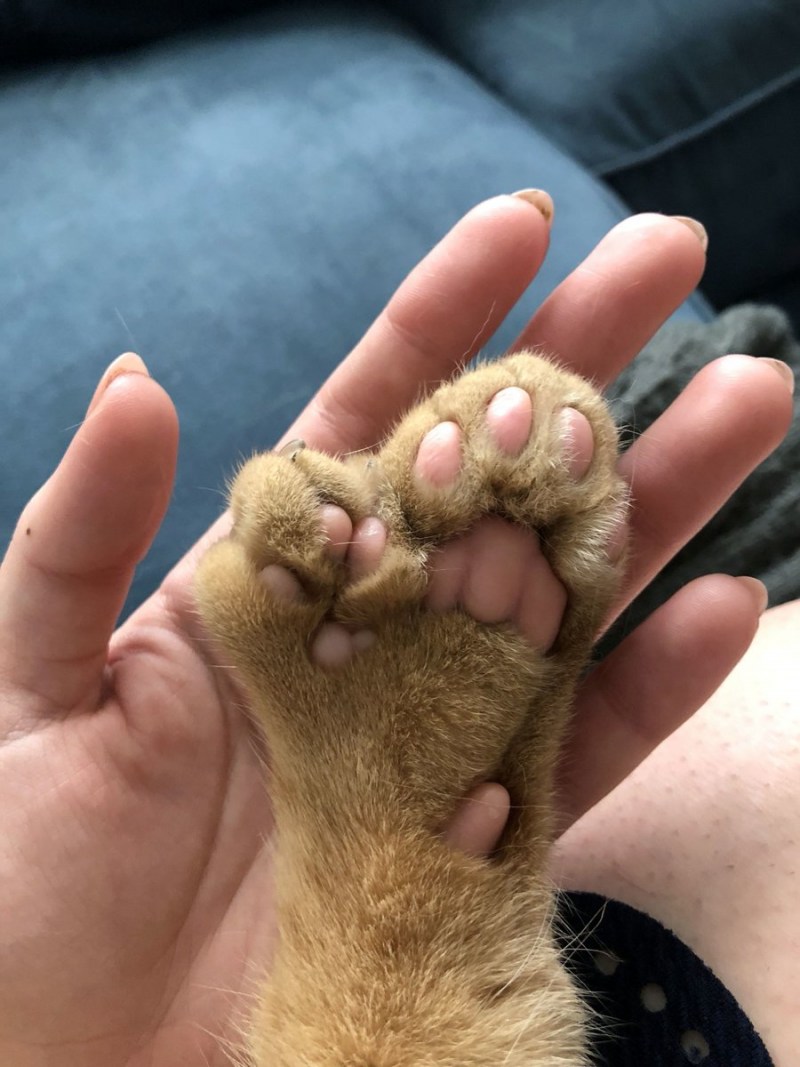 Скоттиш фолд поза Будды