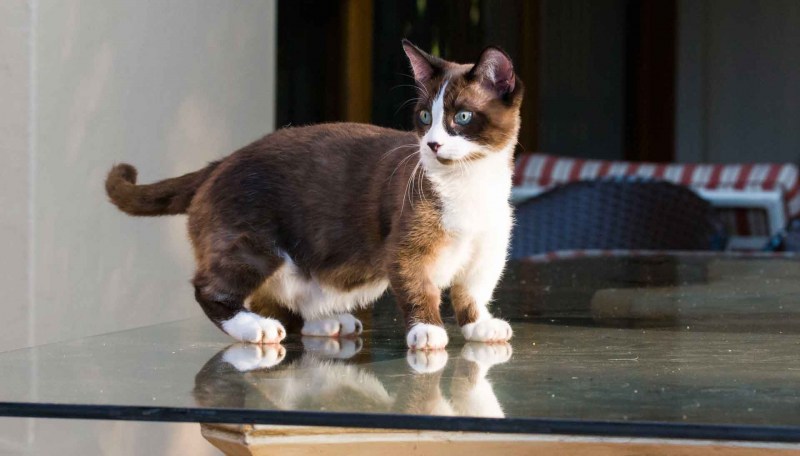 Котенок 5-7 месяцев