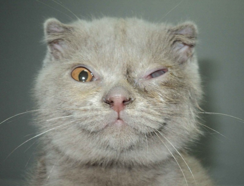 Белый уголок у котенка на глазу