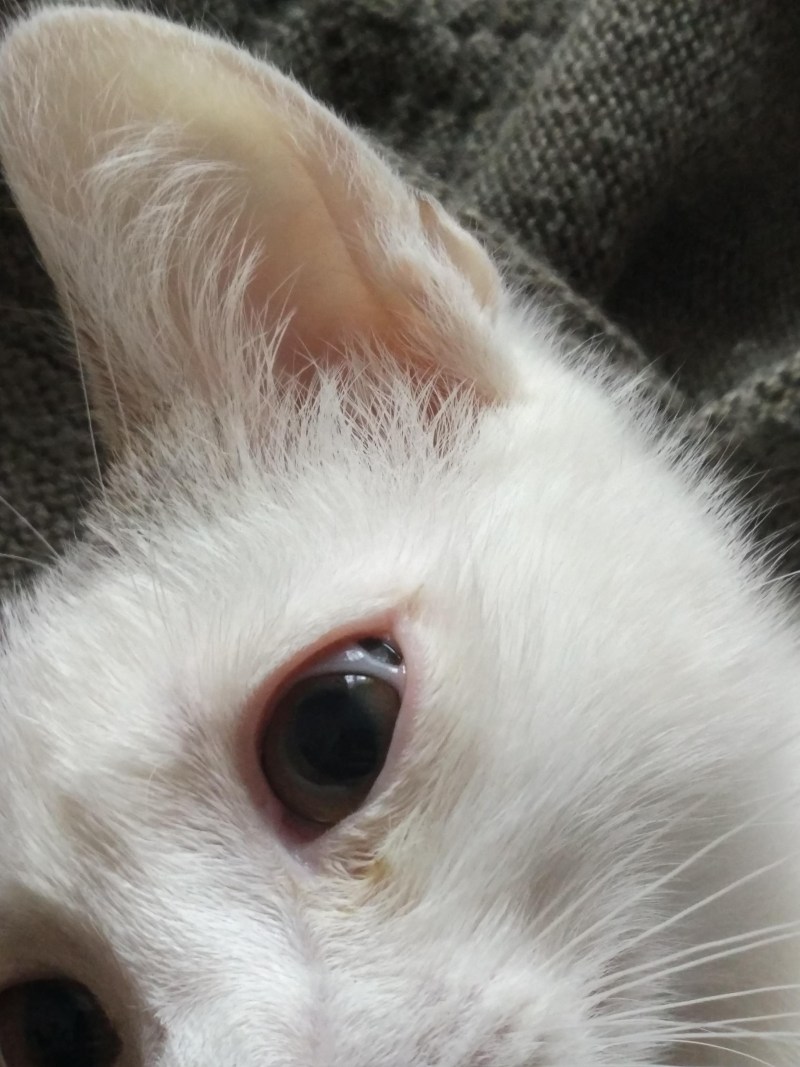 Кошка заболела
