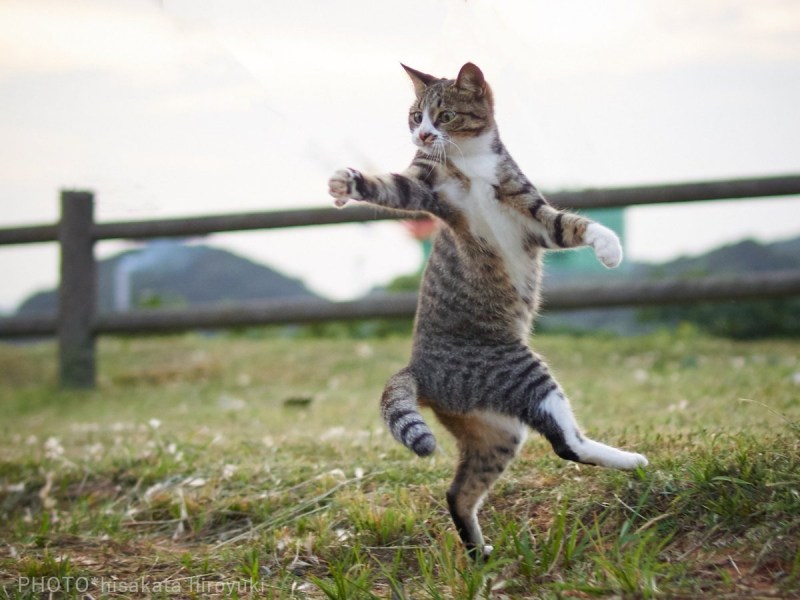 Котенок в прыжке