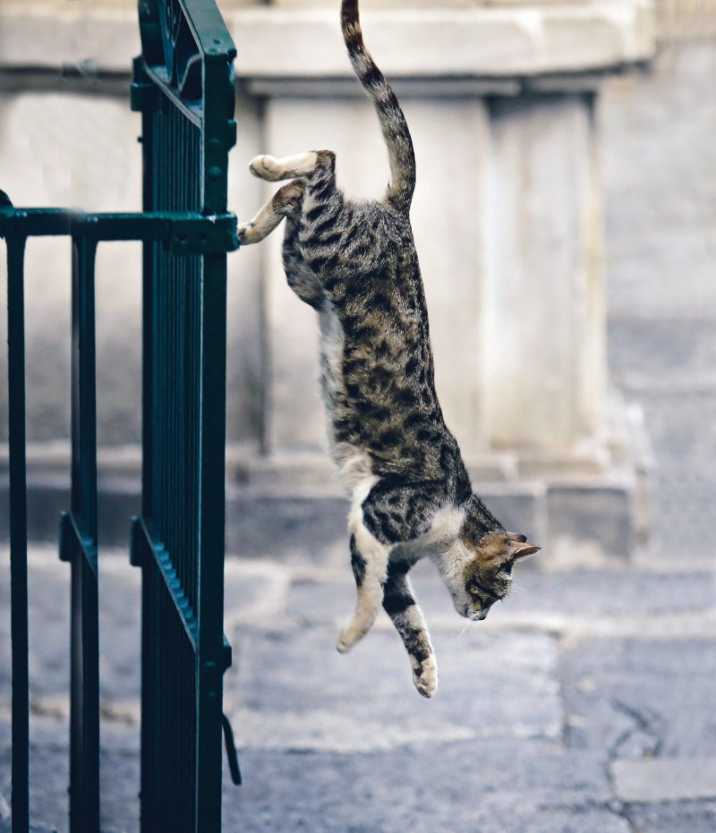 Кошка спрыгивает