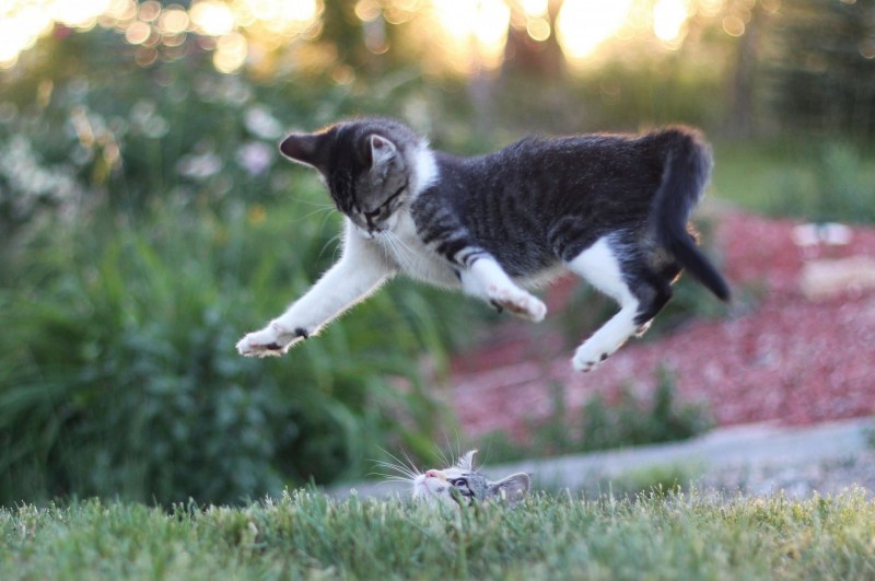 Летающие коты