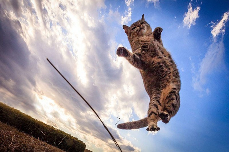 Коты в прыжке