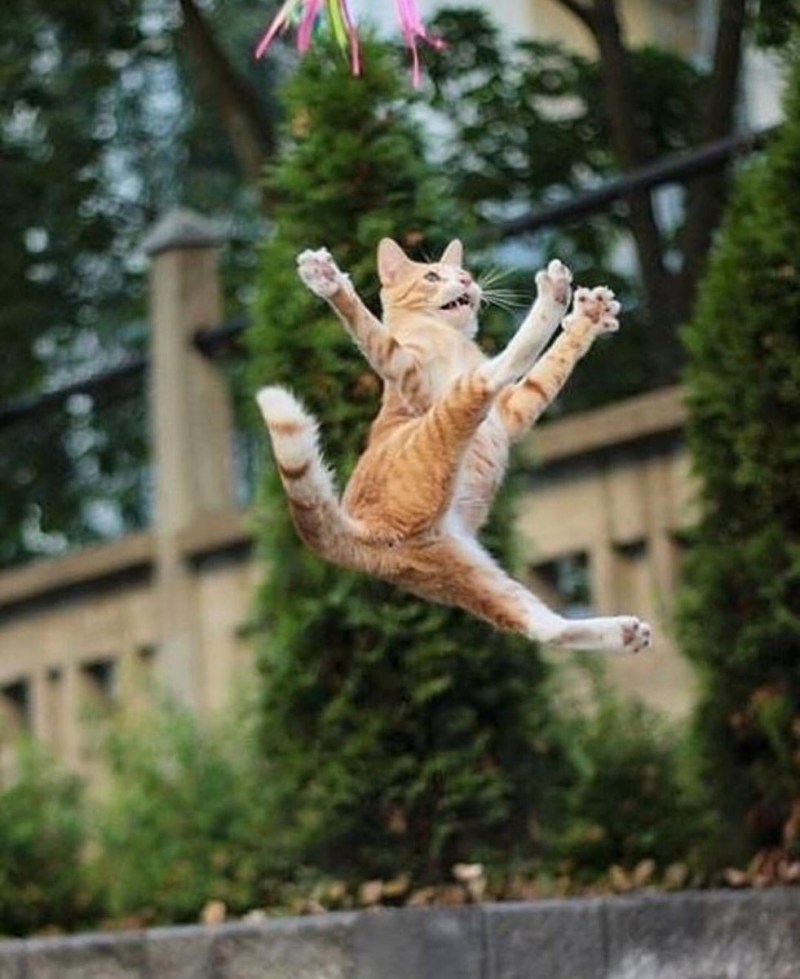 Кот рыгает