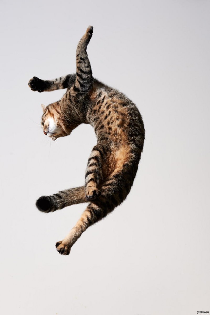 Танцующий кот