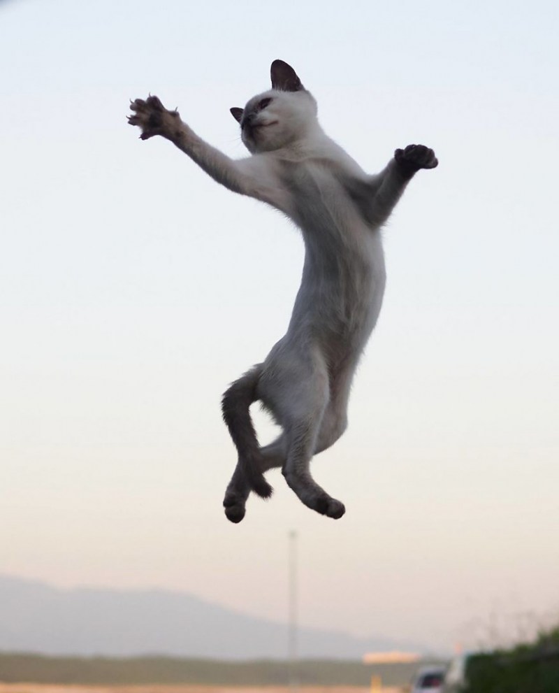 Кошка прыгнула