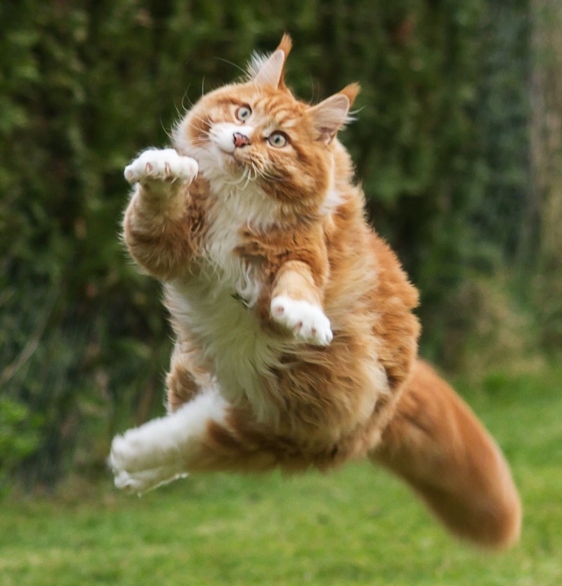 Летающие коты