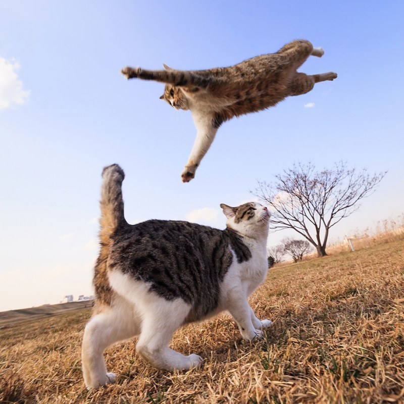Летающие коты