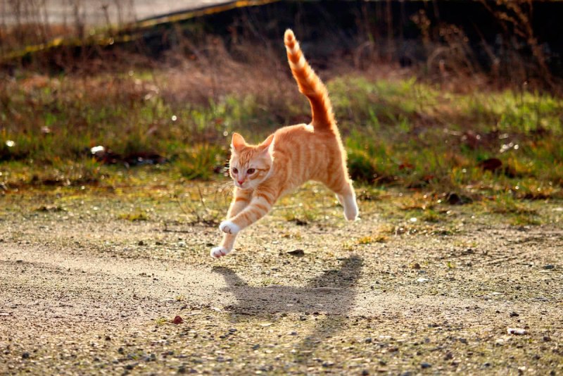Кошка бежит