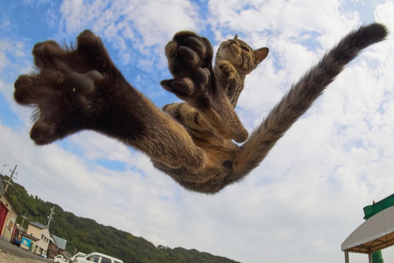 Кунг фу кот