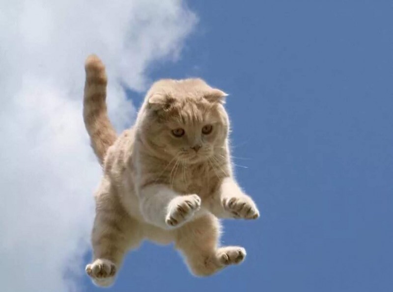 Летающий кот
