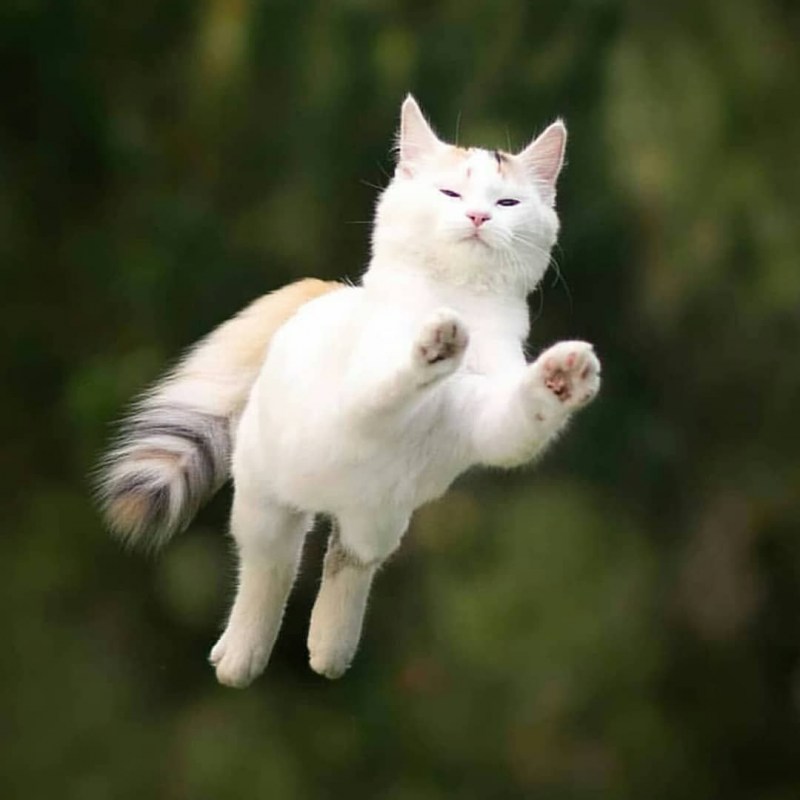 Летающий котик