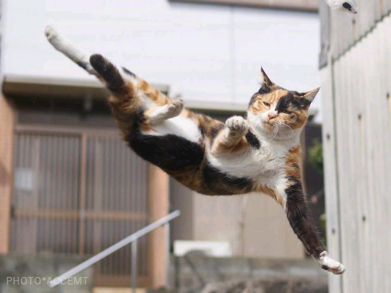 Коты ниндзя