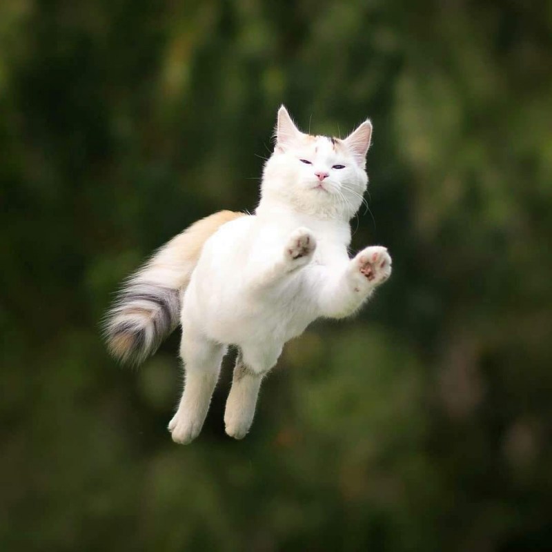 Летучая Кош