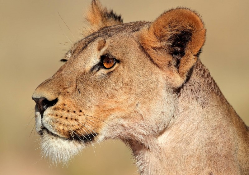 Lioness Headf